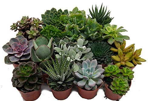 Sukkulenten, Mischung, je im 9cm Topf, Starter Set (18 Pflanzen im Set)