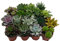 Sukkulenten, Mischung, je im 9cm Topf, Starter Set (18 Pflanzen im Set)