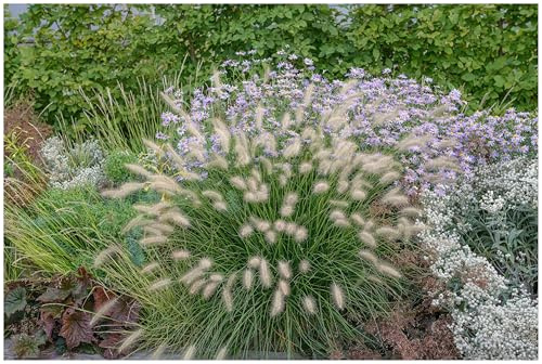 Stauden Gänge 5 x Pennisetum alopecuroides 'Little Bunny' winterhart | Niedriges Ziergras für Sonne, Blüte August bis Oktober, mehrjährig, 1 L Topf (11x11 cm)