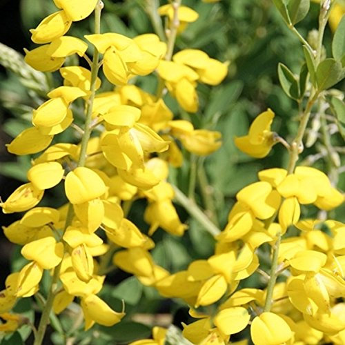 Meeresgrüner Ginster 20-30cm - Cytisus sessilifolius - Gartenpflanze