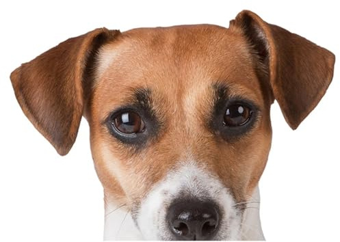 3D Jack Russell Terrier Hund Autoaufkleber, Reflektierend Wasserfest PVC Sticker für Auto, Laptop, Kühlschrank, Möbel ((18cm/7.09inch))