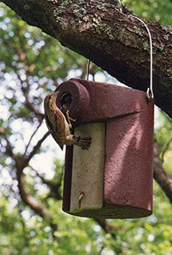 Schwegler Naturschutzprodukt Vogel Nistkasten Satz 2 Stück Nisthöhle Vogelhöhle Typ 3SV oval Flugloch 32 x 45 mm mit Marderschutz aus Holzbeton Höhe 28 cm