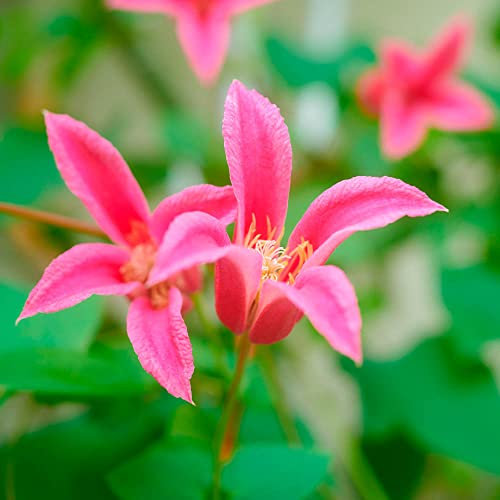 You Garden - Late Season Flowering Clematis 'Princess Diana' in a 9cm Pot