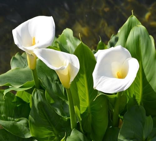 90 graines de fleurs de lys calla blanc