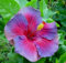 Auf Verkaufs-100pcs Hibiscus Samen 17kinds Hibiscus rosa-sinensis Blumensamen Hibiskus Baum Bonsai für Raum Blumen Topfpflanzen *