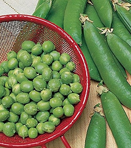 Erbsen Markerbse Maxigolt 125 g Züchtersaat Samen