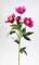 Seidenblumen Roß Christrose 62cm rosa-pink PM Kunstblumen künstliche Christrose Blumen Helleborus