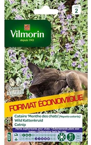 Vilmorin - Sachet de graines Cataire Menthe des Chats format économiqe