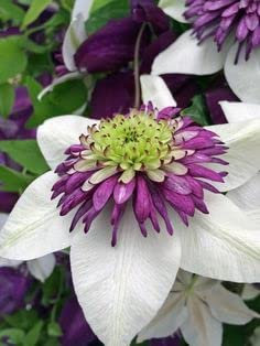 Ponak Neue 50pcs Clematis Blumensamen Weiß Lila