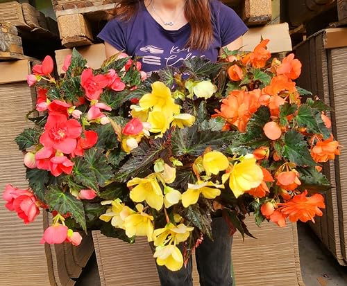 POWERS TO FLOWERS - BEGONIA PENDULA DA BALCONE, A FIORE GIALLO, ARANCIO E ROSA, MIX DI 6 PIANTE, VASO 14 CM, piante vere