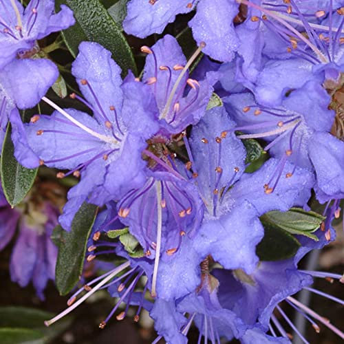 Rhododendron Night Sky Outdoor Plants | Evergreen Garden Ready Dwarf Shrubs | Potted Blue Spring Flowering Rhododendrons in 1L Pots
