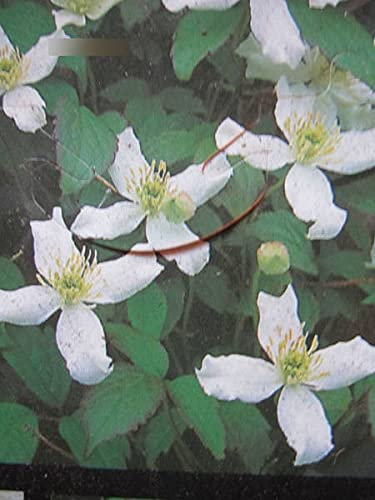 Clematis montana Wilsonii - Berg-Waldrebe Wilsonii
