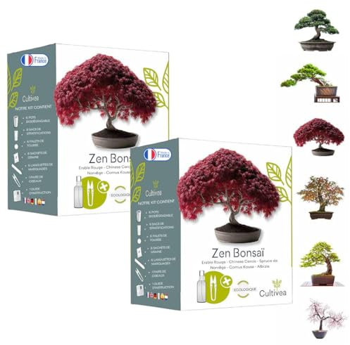 CULTIVEA Set mit 2 Bonsai-Samen – französische Samen, 100% ökologisch – Gärtnern & Dekorieren – Geschenkidee (Red Mapple, Chinesische Cercis, Juniperus, Liquidambar, Norway Spruce) – hergestellt in