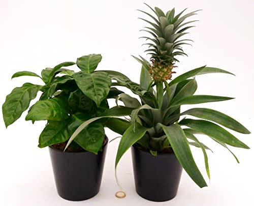 POWERS TO FLOWERS - PIANTA DEL CAFFE' e PIANTA DELL'ANANAS, DUO PIANTE DA FRUTTO TROPICALI, vaso13CM, piante vere