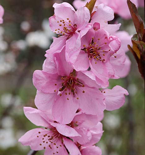 Zierpfirsich Spring Glow 100-125cm - Prunus persica