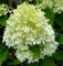 Rispenhortensie Whitelight 60-80cm - Hydrangea paniculata - Gartenpflanze
