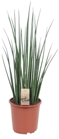 Sansevieria Mikado - 60-70cm - Ø19cm - Pianta d'appartamento - Sempreverde - Cactus e piante grasse