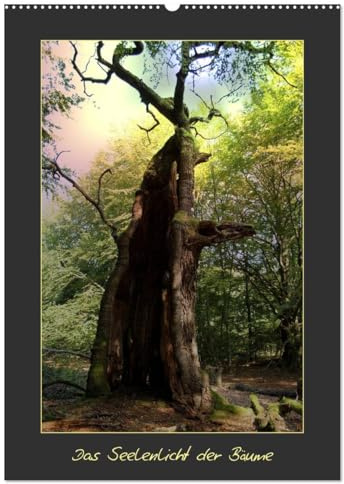 Das Seelenlicht der Bäume (Wandkalender 2026 DIN A2 hoch), CALVENDO Monatskalender: Uralte Baumriesen mit ihrer Ausstrahlung (CALVENDO Natur)