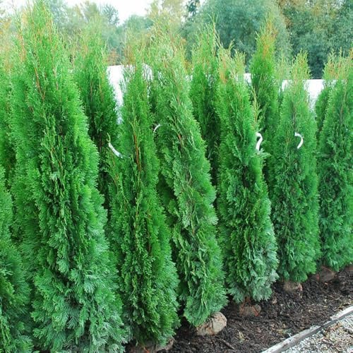 Tuia smeraldo Thuja occidentalis Smaragd pianta da siepe sempreverde in