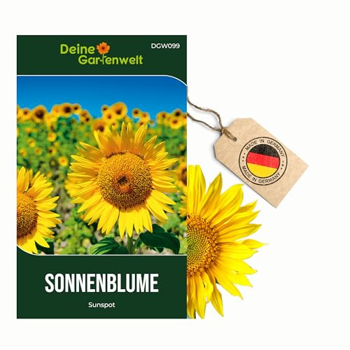 Zwergsonnenblumen Sunspot Samen - Helianthus annuus - Sonnenblumensamen - Blumensamen - Saatgut für 20 Pflanzen – 5er Pack