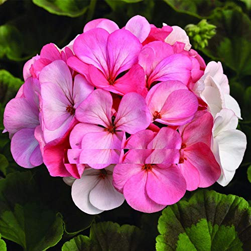 Portal Cool Samen Paket: Gerani nsamen, Pink & White Gerani Appleblossom 5 Stück seltene Bonsai