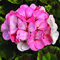 Portal Cool Samen Paket: Gerani nsamen, Pink & White Gerani Appleblossom 5 Stück seltene Bonsai