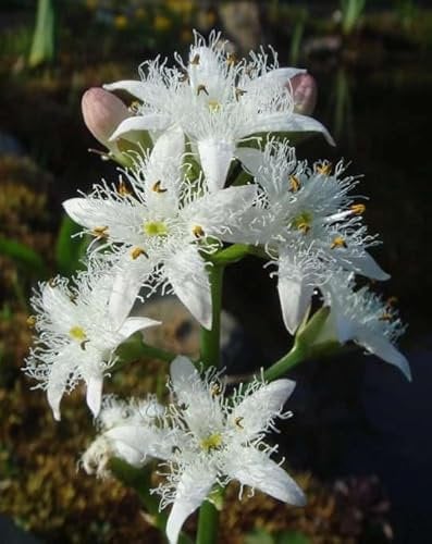Lincolnshire Pond Plants Ltd - Marginal Aquatic Pond Plant - (Menyanthes Trifoliata) - 9cm