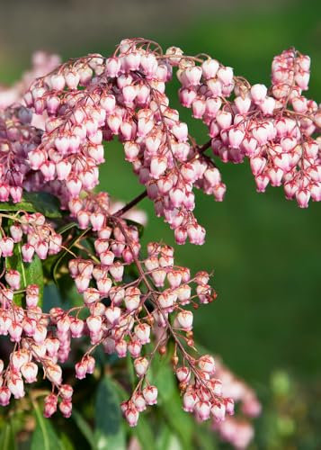 Pieris Valley Valentine Evergreen Garden Shrub Plant (1 Pack)