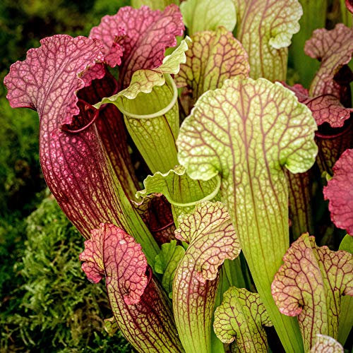 1 x Sarracenia Smoorii - Pianta Carnivora a Imbuto | Cattura-Mosche da 20-30 cm per Interni