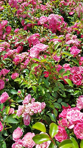 Rosa 'The Fairy Rose' / Rosier Couvre-sol 'The Fairy Rose' / Conteneur de 3 à 4 litres