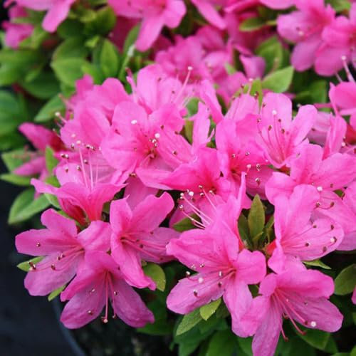 100 Stück neue, frische Azaleen-Blumensamen