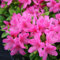 100 Stück neue, frische Azaleen-Blumensamen