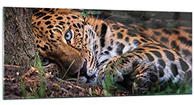 Wandbilder Dekoration Wohnzimmer Leopard Porträt Jaguar Panorama Bilder auf Glas 120x50cm Glasbild Schlafzimmer Küche Wand Kunstdruck Art Groß Wanddeko Bild im Glas Modern Wall Decor GAB120x50-4493
