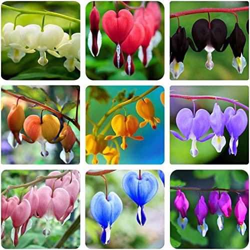 Unids Semillas de Flores Semillas de Peonía Partículas Regordetas Naturales Semillas de Flores Silvestres para Plantar Semillas de Flores Silvestres Alta Tasa de Germinación Semillas de Jard Color