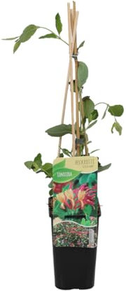 Bloomique - Lonicera Heckrottii Goldflame - Chèvrefeuille - Rouge, Jaune - Plantes grimpantes - Plantes de jardin - Rustiques - Pot 15cm - 70-80cm de Haut
