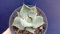 Portal Cool Agave Pygmaea V10 1 Plant Succulent 1 Plant:Seeds Only