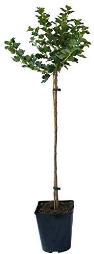 Mucurines, grüne Stachelbeere, Hochstamm, nicht behaart, platzfest ca. 90 cm Stamm im 3-5 Liter Topf