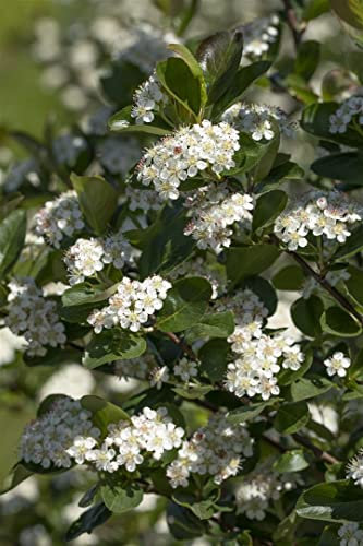Aronia prunifolia 'Viking' 40-60 cm - Apfelbeere, weiße Blüten, Blütezeit Mai, essbare Früchte, ideal für Hecken, bienenfreundlich und winterhart