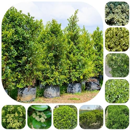 semi di bosso piante per esterni Serie Piante Rare pianta sempreverde in vaso resistente piante esotiche in fiore piante verdi Piantagione di montagna a prova di inverno di piante 120pcs
