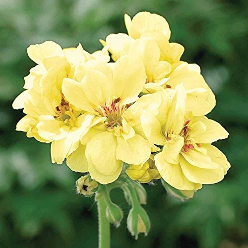 Rare gelb Geranien Samen Custard Cream Pelargonium Mehrjährige Pflanze Blume Samen Bonsai Pflanze 10 Samen