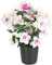 Kunstblume Azaleen im Topf 29cm Rhododendron Blumen künstlich Seidenblume Dekoblume Floristik Topfpflanze Blühende Pflanze Blume Kunstpflanze Blumendeko Tischdeko Zimmerpflanze, Weiß/Rosa