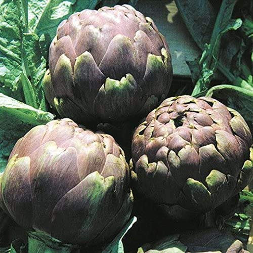 Semi Sementi Carciofo Romanesco Cynara Scolimus Artichoke Ortaggi