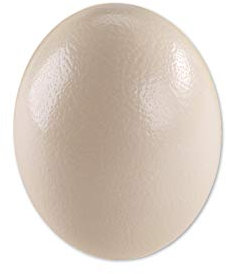 Straußenei aus Südafrika - 1A Qualität - Größe ca. 13-16cm - naturbelassen, entleert, ausgeblasen und gereinigt