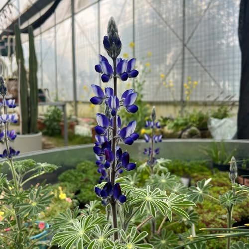 lupinensamen bio - blumensamen mehrjährig winterhart lupinen lupine, blumendeko topfpflanzen draußen winterhart balkon, blumenbeet blumenwiese 300samen