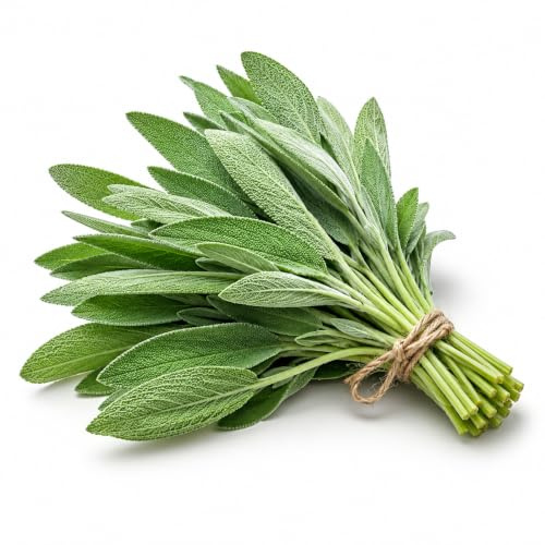 Semillas de Salvia Officinalis para sembrar | semillas para huerto, Maceta y Jardín | Planta Aromática Perenne para Balcón y Cultivo Doméstica | Ideal para hierbas aromáticas y Huerto Aromático