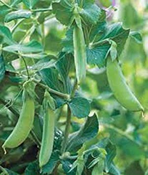 seedsown Erbsensamen, Früh Alaska, Erbschaft, Bio, Nicht ohne Gentechnik, über 100 Samen, Große Erbsen
