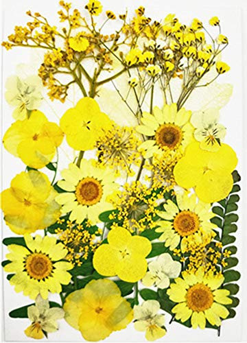 Natürliche Gepresste Blüten für Blumendekor und Telefon Fall Dekor Gemischte Echte Getrocknete Blüten für DIY-Kunst Basteln Karten Machen DIY Harz Scrapbooking (Gelb)