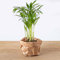 urbanjngl.com - Bergpalme - Chamaedorea elegans 'baby' - Terrarienpflanze