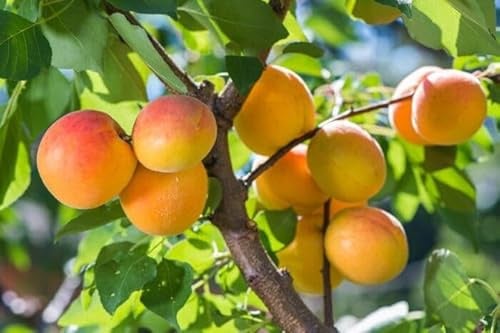 1 Harcot Aprikosenbaum 120-150cm im großem Topf Aprikosen Obst Busch Prunus süße Familien-Aprikosen, Obstbaum, sichere Sommerernte – pflegeleicht & ideal für Selbstversorgergärten