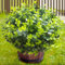 Thinktral Artificial Plants Outdoor UV Resistant Fake Plants,16 Pcs Outdoor Artificial Fake Flowers Plastic Faux Greenery Plants Boxwood Shrubs for Porch Garden Patio Window Box Decor